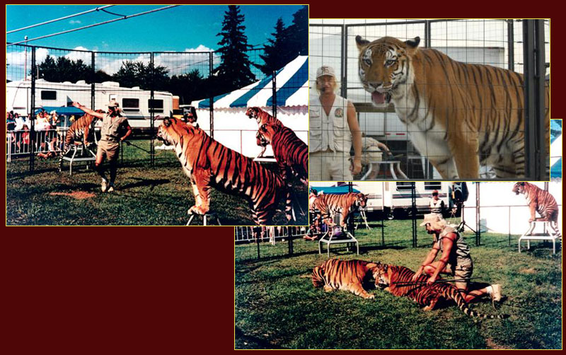 Bruno Blaszak's Tigers of the World